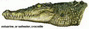 Нильский крокодил (до 5 м и 550 кг)