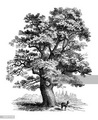 Польский дуб (Bartek)